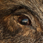 wildschwein-was-tun